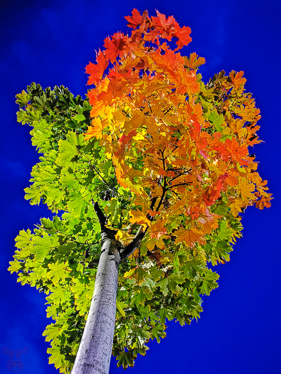 Autumn Color Explosion