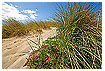  1226 - Beachgrass dune - Strandhafer Düne 