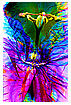  122 - Passiflora exsolva - - 