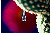  140 - Cactus droplet - - 