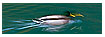  1594 - Speedy Duck - - 
