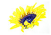  203 - Sunflower - Sonnenblume 