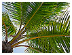  2074 - Palm tree - Palme 