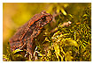  2288 - Gorge toad - Schluchtkröte 