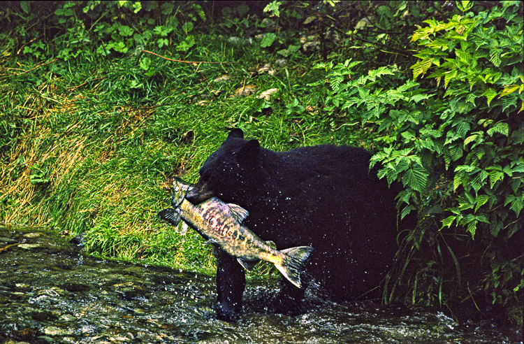 232 - Blackbear with Salmon - Schwarzbär mit Lachs