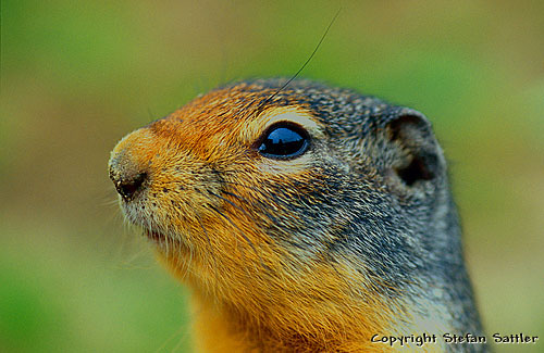 237 - Columbian Ground Squirrel - -