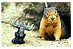  238 - >Moose< and Squirrel - >Elch< und Hörnchen 