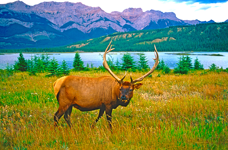 243 - Elk - Wapiti