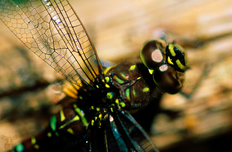 249 - Dragonfly - -