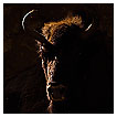  2609 - Dark Bison - - 