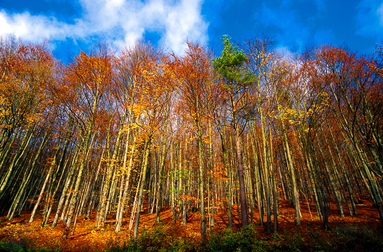 274 - Fall Forest - Herbstwald