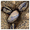  2830 - Mussel face - Muschelgesicht 