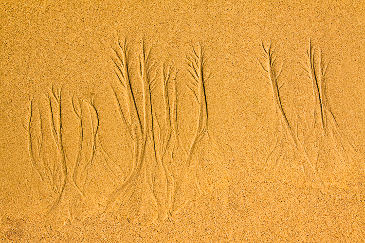 Sand Trees - Sandbäume
