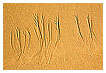  2919 - Sand Trees - Sandbäume 
