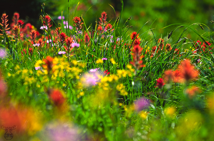 291 - Flower meadow - Bergblumenwiese