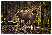  4115 - Bull Moose Beast Art - König der fränkischen Wälder 