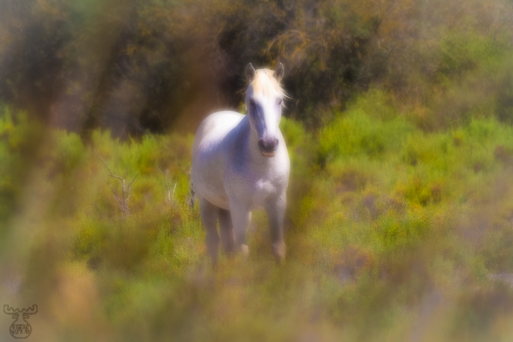 4322 - Camargue horse soft - -