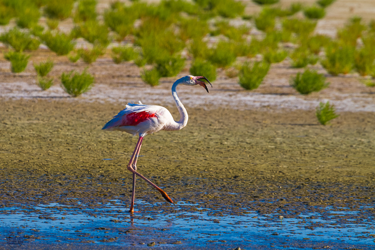 4375 - Camargue Flamingo - -