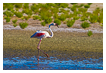  4375 - Camargue Flamingo - - 