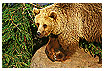  510 - Brown bear - - 