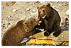  513 - Bear cubs playing - - 