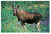  550 - A Moose called Muffel - Ein Elch namens Muffel 