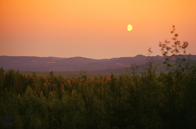 557 - Sunset in the woods - Sonnenuntergang in Värmland