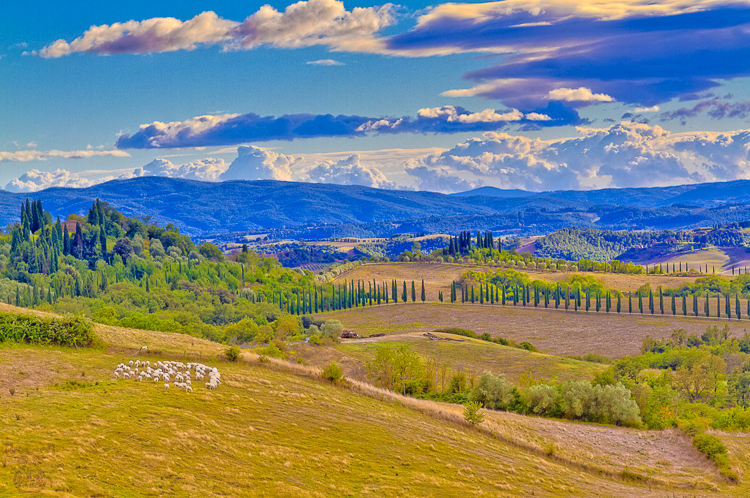 Tuscany sheepworld