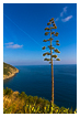  6040 - Outstanding Agave - - 