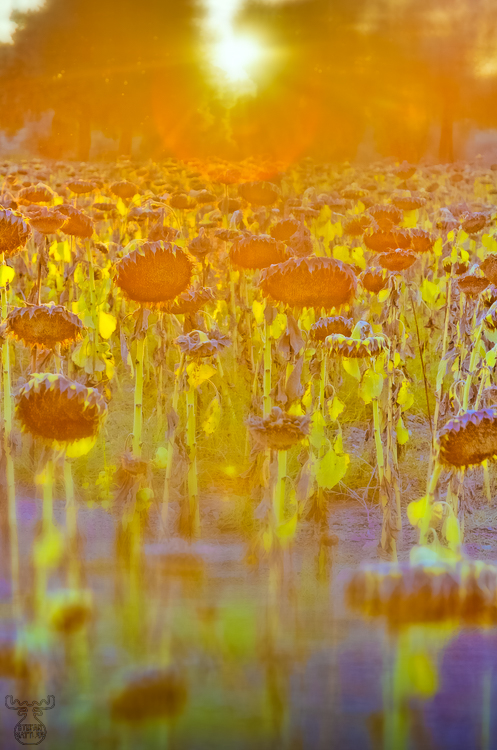 6205 - Sunflowers sunset - -