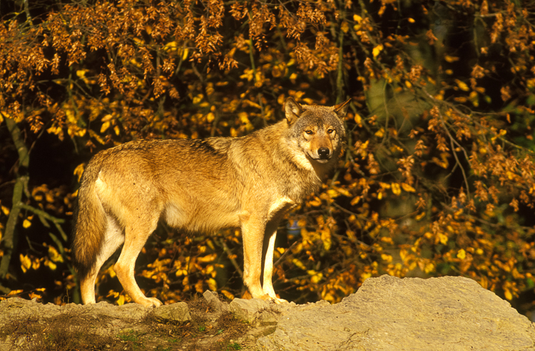 674 - Autumn Wolf - Herbst-Wolf