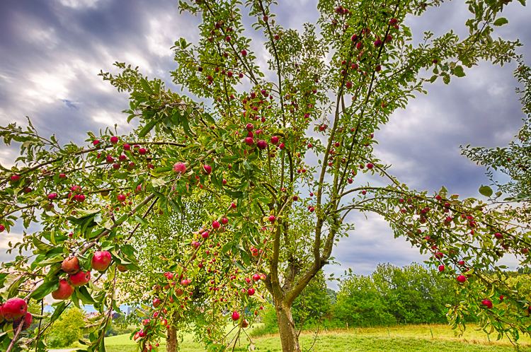 Traditional Orchard