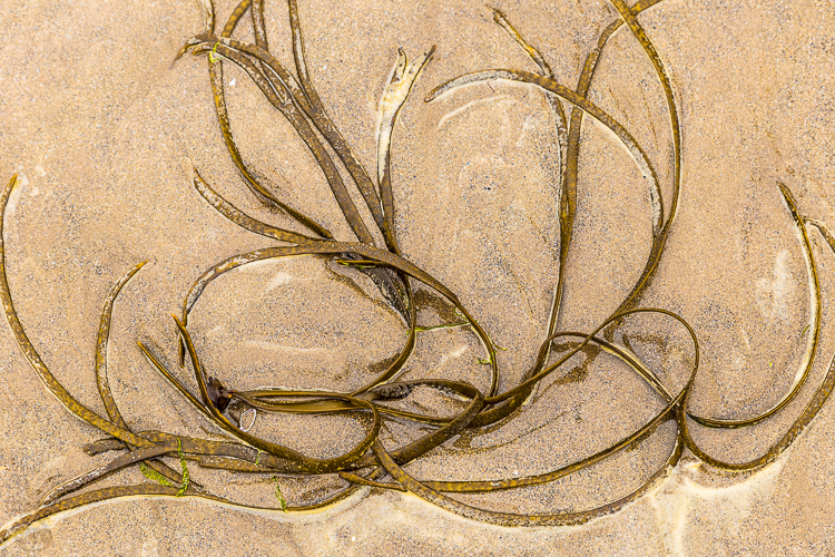 8317 - Seaweed Octopus - -