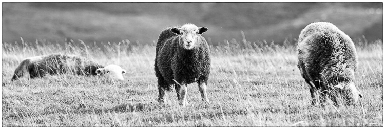 8815 - The three sheep - -