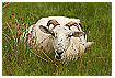  929 - Sheep relexation time - - 