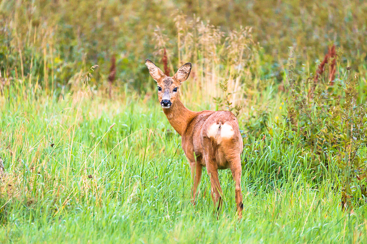 9309 - Swedish deer encounter - -