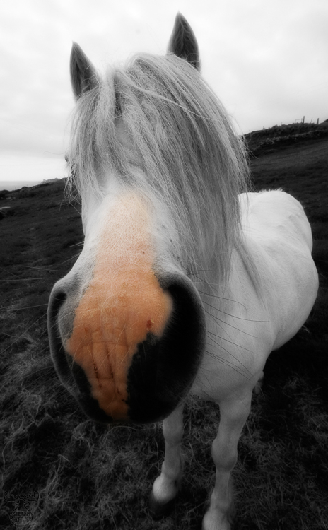 952 - Nosy horse - -