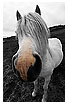  952 - Nosy horse - - 