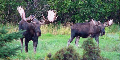 where to view moose