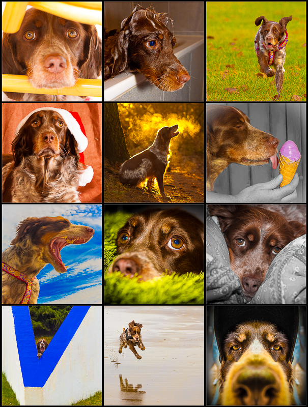 A heavenly year with a Brittany Spaniel - 13 images leading you through a happy dogs year