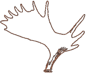 moose antler drawing
