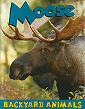 Moose - backyard animals