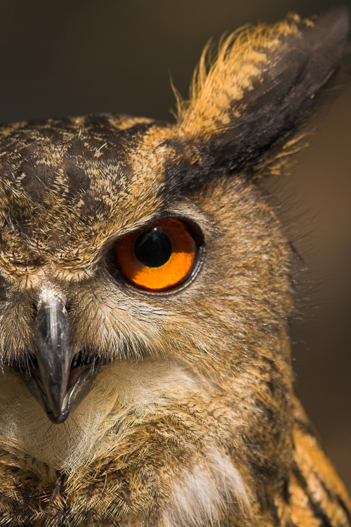 1377 - Eagle Owl - -