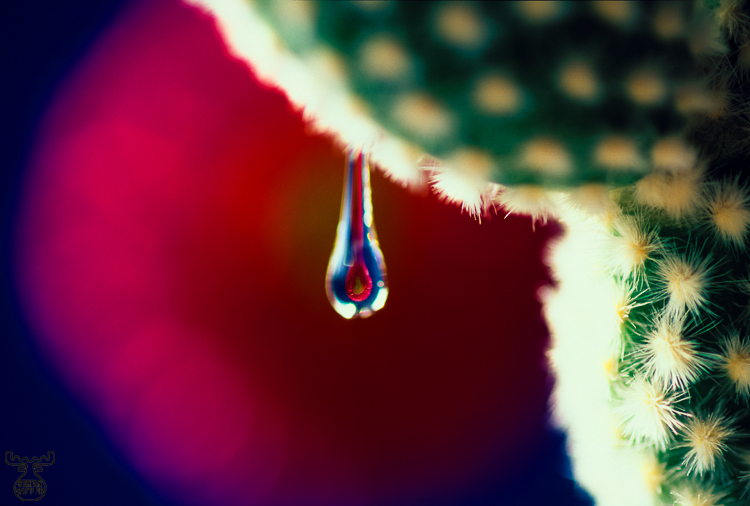 140 - Cactus droplet - -