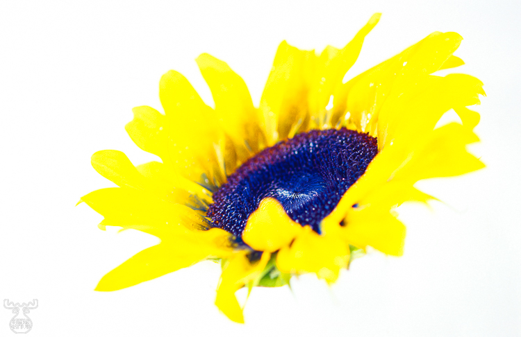 203 - Sunflower - Sonnenblume