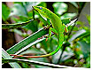  2056 - Hispaniolan green anole - - 