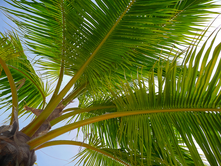 2074 - Palm tree - Palme