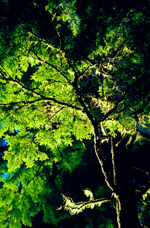228 - Shining Tree - Leuchtender Baum