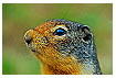  237 - Columbian Ground Squirrel - - 