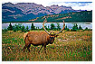  243 - Elk - Wapiti 